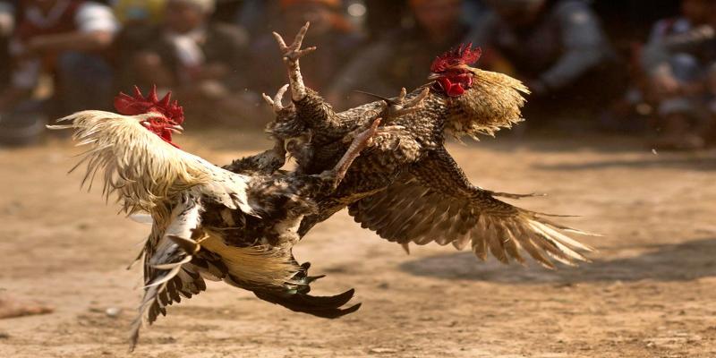 xem đá gà giải trí và thư giãn nhất